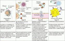 Classification de Gell et Coombs